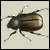 A scarab beetle