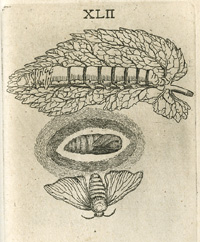 caterpillar, chrysalis, moth