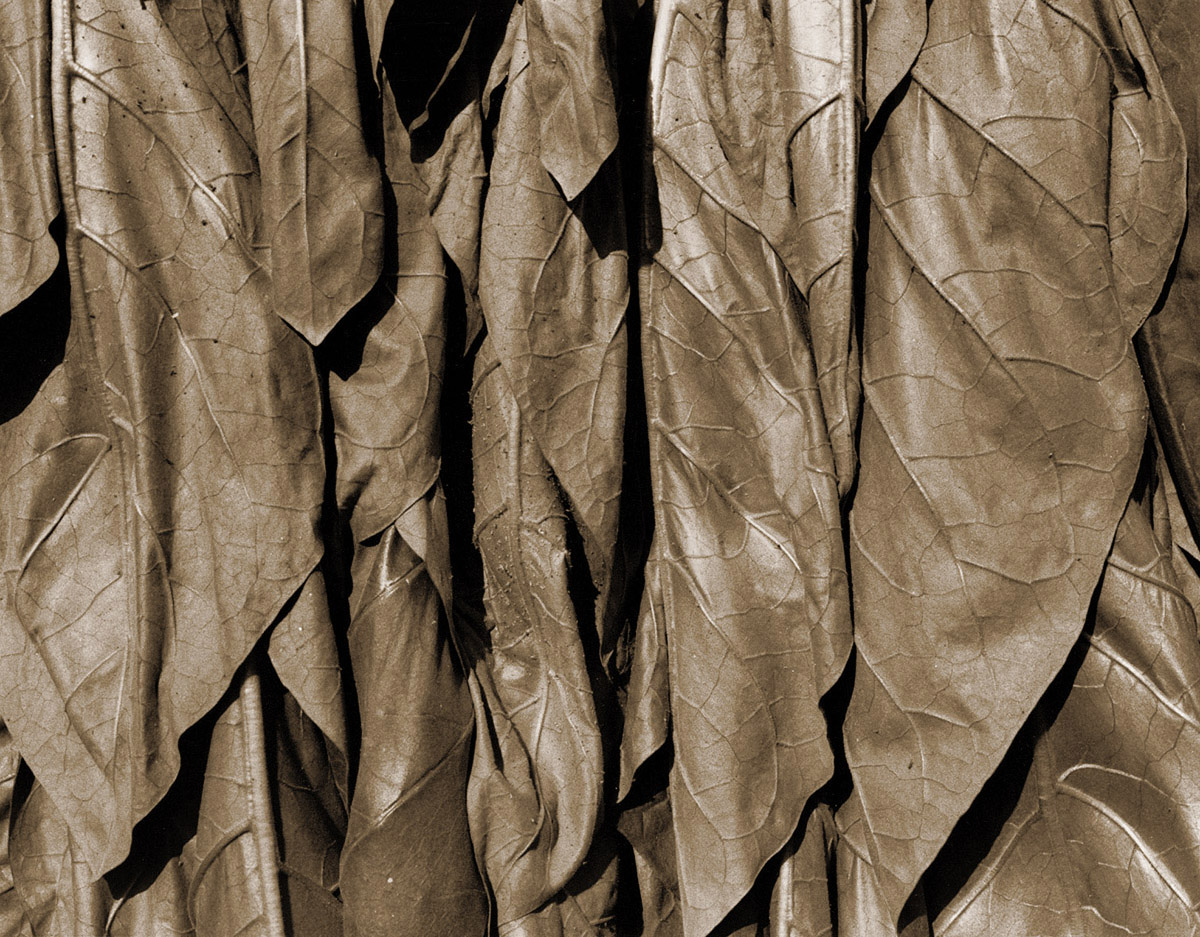 Image of tobacco leaves from the Arthur Mange exhibit
