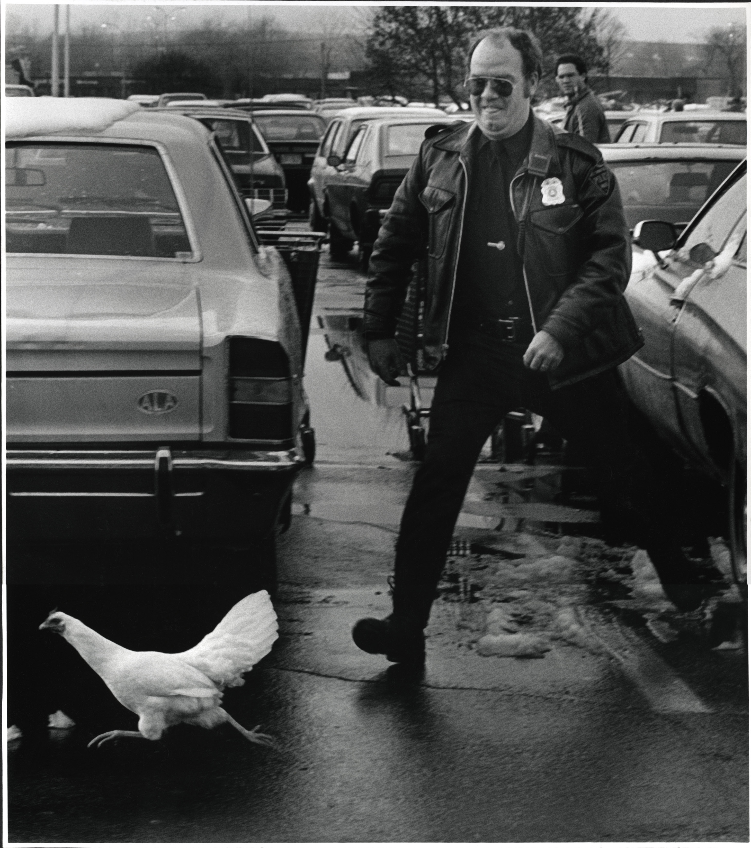 
An image of: West Springfield police officer chasing a chicken in the Century Plaza, 1984