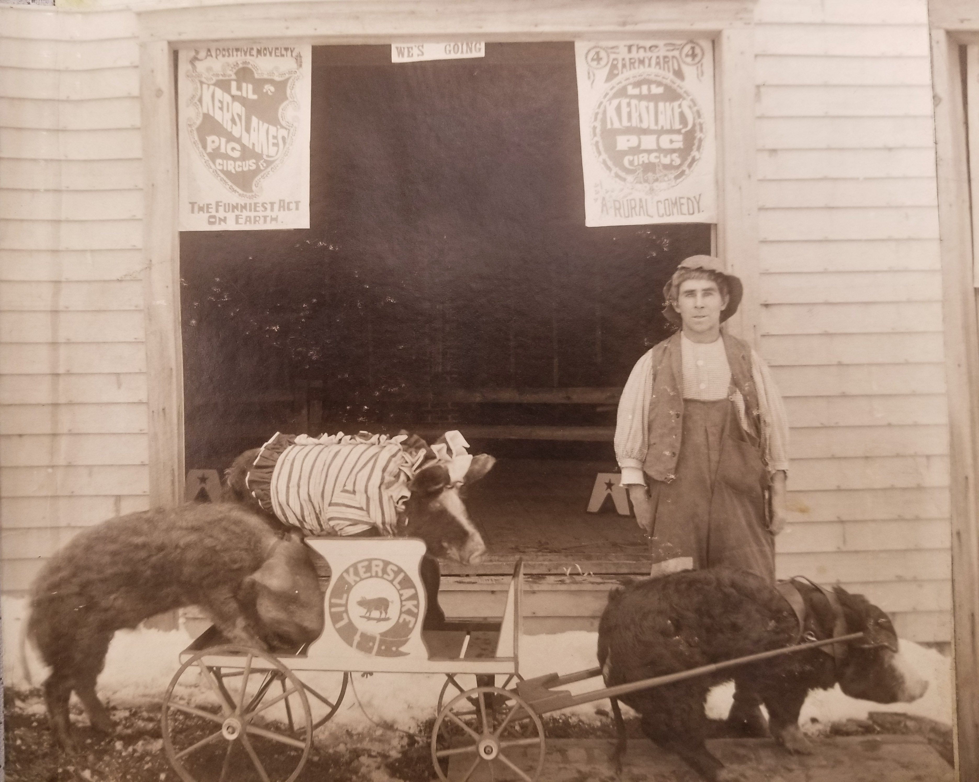 
An image of: Fred Kerslake (right rear) and his pigs