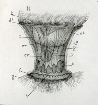 Depiction of Trichodina pediculus