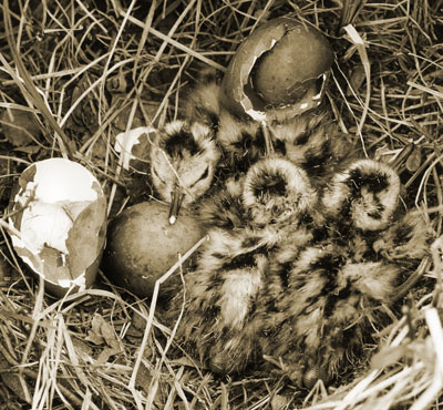 Depiction of Hudsonian godwit hatchlings
