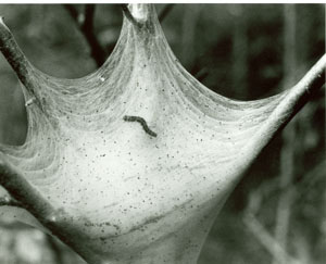 Depiction of Tent caterpillar