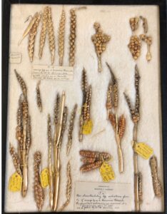 Herbarium - corn sample